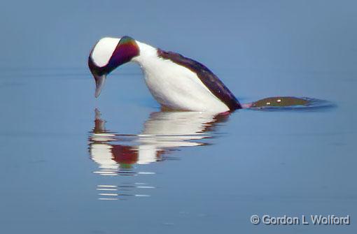 Bufflehead Poised For A Dive_26249.jpg - Bufflehead Duck (Bucephala albeola), male in breeding plumage, photographed along the Ottawa River at Ottawa, Ontario, Canada.